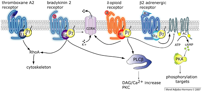 GPCR-sheme