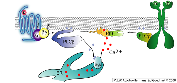 PKC activation