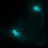 Golgi labeled with mTurquoise2