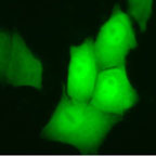 HeLa-GFP-Fluo