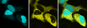 Co-expression of CFP targeted to the nucleus and YFP excluded from the nucleus