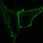 PH-membrane