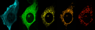 Co-expression of 5 FP-tagged markers