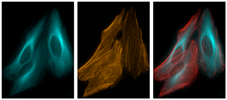 Co-expression of mTurquoise-tubulin and LifeAct-tagRFP which binds F-actin