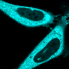 mTurquoise2 tagged with a nuclear export sequence