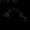 Peroxisomes labeled with mTurquoise2
