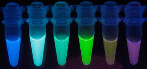 Isolated Fluorescent Proteins