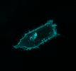 Membrane located mTurquoise (by palmitoylation)