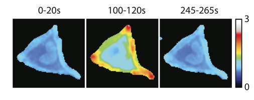 p63-RhoA-FRET-ratio